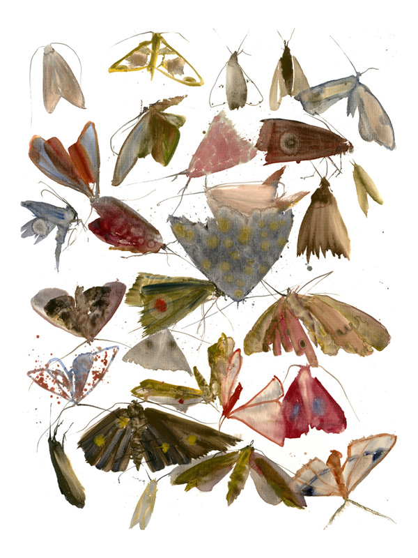 Moths 10